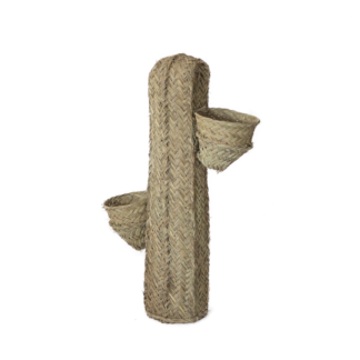 cactus macetero