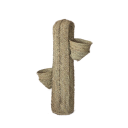 cactus macetero